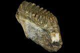 Fossil Stegodon Mandible with Molar - Indonesia #156724-4